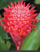 AhhhMazing Tropical Book of Blooms: The vibrant colours of Jamaica