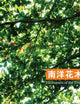 NAN YANG HUA MU QING (Chinese Publications) (Chinese Edition)