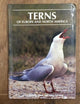 Terns of Europe and North America