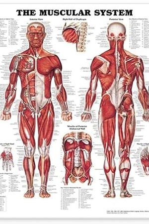 The Muscular System Anatomical Chart