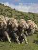 The Gift of Kings: The Noblest of Wools: Loro Piana