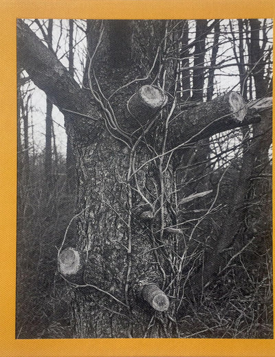 Tim Carpenter: Christmas Day, Bucks Pond Road