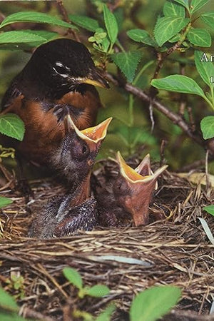 The American Robin: A Backyard Institution