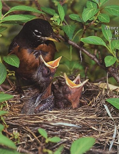 The American Robin: A Backyard Institution