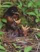 The American Robin: A Backyard Institution