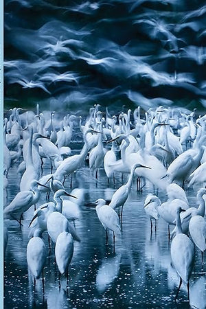 Wonders: Spectacular Moments in Nature Photography (Nature Books, Books for Adventurous People, Books about the Outdoors)