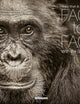 Face to Face: With the Great Apes